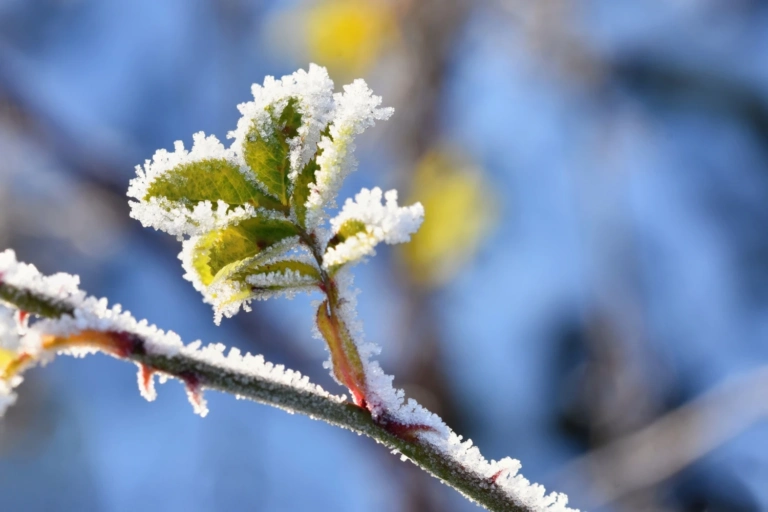 Frost snow branches beautiful winter seasonal background photo frozen nature