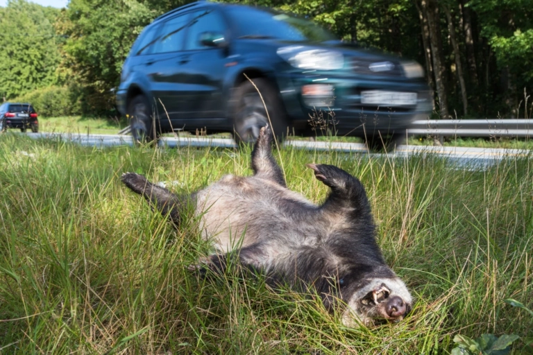 Close Up Dog Lying Down Grass