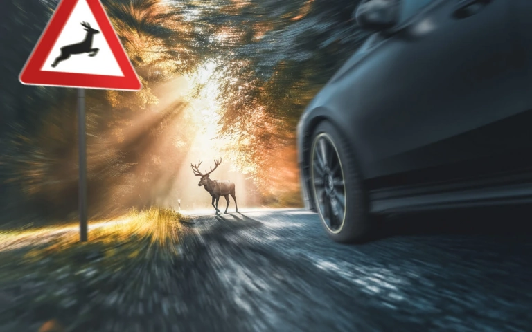 Uniqa Srážka Auta Se Zvěří Ilustrační Obrázek