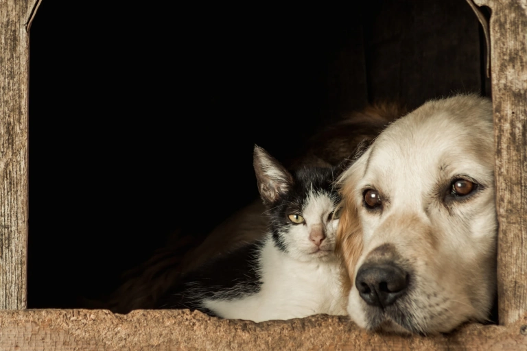 Closeup Shot Snouts Cute Dog Cat Sitting Cheek Cheek