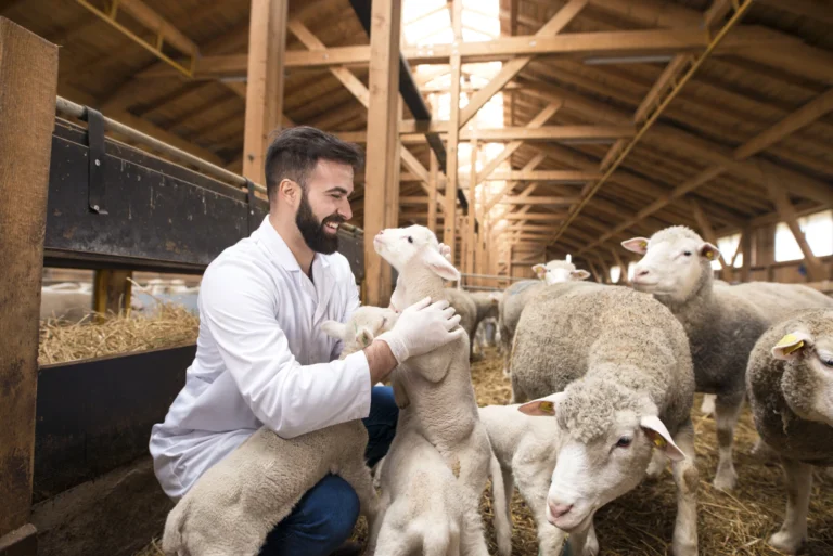 Veterinarian checking health lamb domestic animals