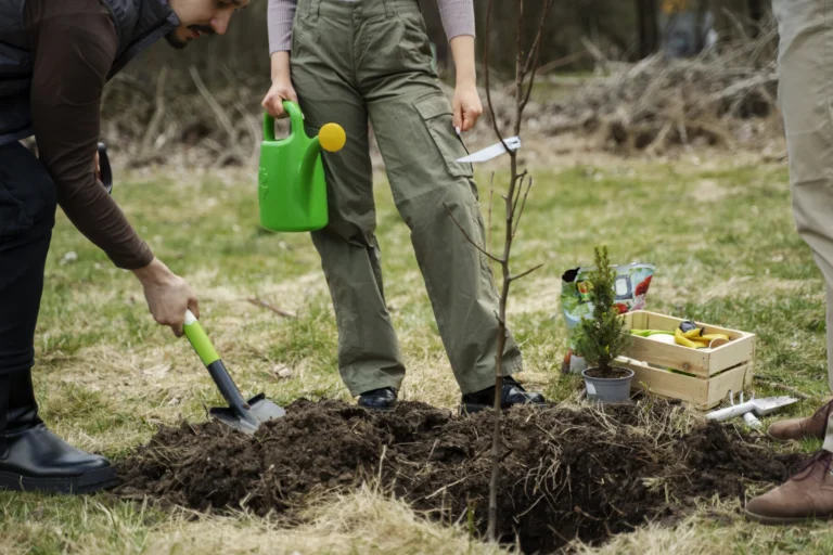 Planting trees as part reforestation process (1)